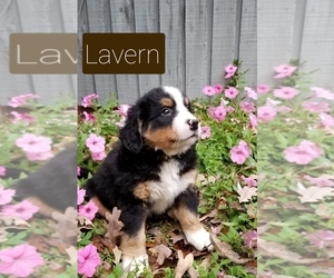 Bernese Mountain Dog Puppy for sale in FARMVILLE, VA, USA