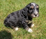 Small #9 Miniature Bernedoodle