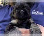Small #4 Brussels Griffon