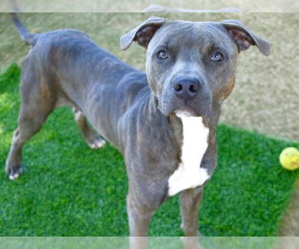 Medium Photo #2 American Staffordshire Terrier Puppy For Sale in Tallahassee, FL, USA