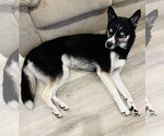 Small Photo #2 Gerberian Shepsky Puppy For Sale in McKinney, TX, USA