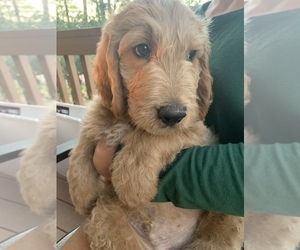 Goldendoodle Puppy for sale in SHOW LOW, AZ, USA