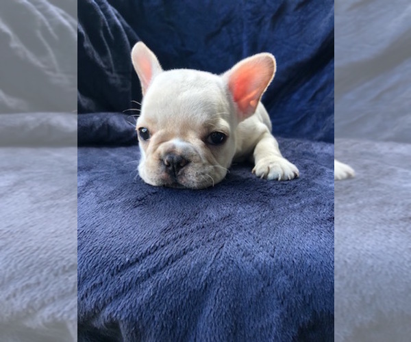 Medium Photo #3 French Bulldog Puppy For Sale in FORT MYERS BEACH, FL, USA