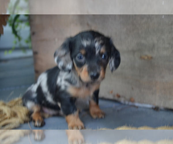 Medium Photo #4 Dachshund Puppy For Sale in GREENWOOD, WI, USA
