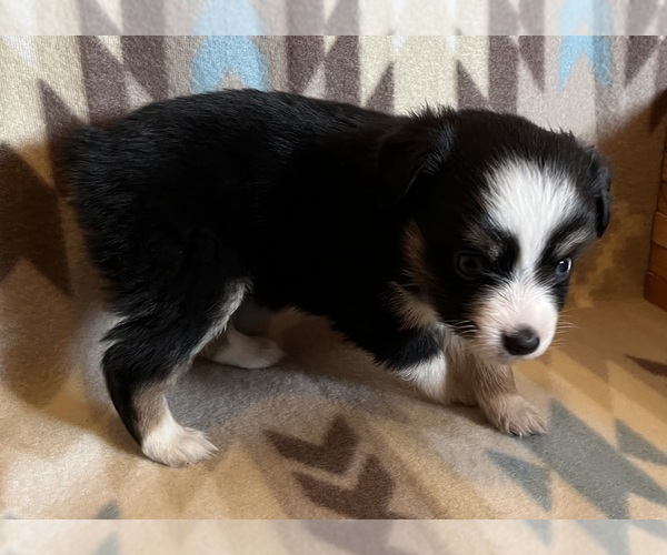 Medium Photo #2 Miniature Australian Shepherd Puppy For Sale in FORT MORGAN, CO, USA