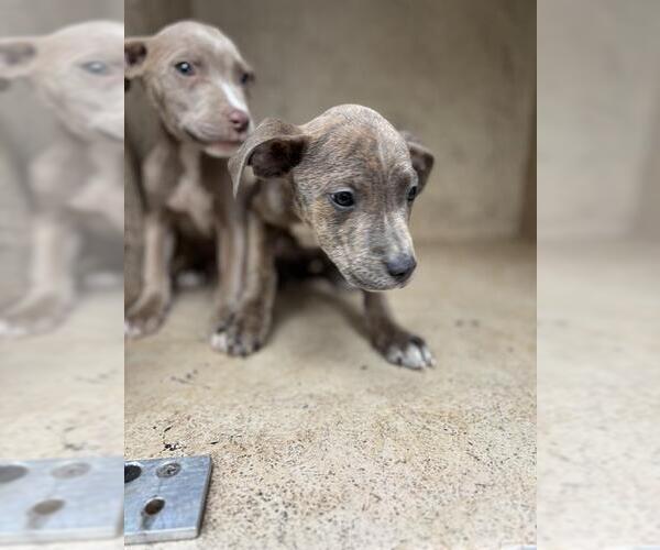 Medium Photo #1 American Pit Bull Terrier-Unknown Mix Puppy For Sale in Oklahoma City, OK, USA