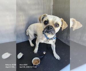 Boston Terrier-Unknown Mix Dogs for adoption in San Antonio, TX, USA