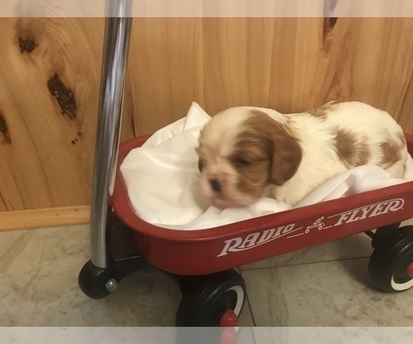 Medium Photo #4 Cavalier King Charles Spaniel Puppy For Sale in STE GENEVIEVE, MO, USA
