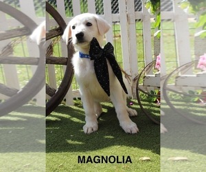 German Shepherd Dog Puppy for sale in GRIFFIN, GA, USA
