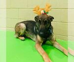 Small #1 German Shepherd Dog-Norwegian Elkhound Mix