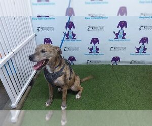 Catahoula Leopard Dog-Unknown Mix Dogs for adoption in Orlando, FL, USA