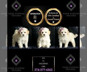 Maltipoo Puppy for sale in WARSAW, IN, USA