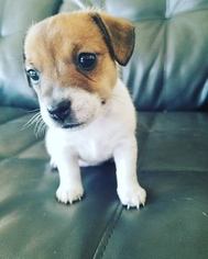 Jack Russell Terrier Puppy for sale in SAN DIEGO, CA, USA