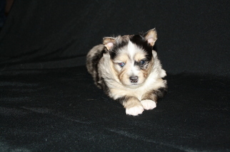 Pomsky Puppy for sale in KELLER, TX, USA