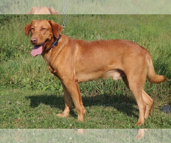 Medium Photo #1 Labrador Retriever Puppy For Sale in DALLAS, WI, USA