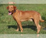 Small Photo #1 Labrador Retriever Puppy For Sale in DALLAS, WI, USA