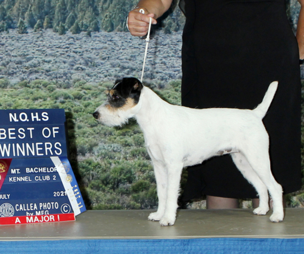 Medium Photo #1 Parson Russell Terrier Puppy For Sale in GRAHAM, WA, USA