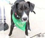 Small #2 Mutt
