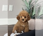 Puppy Miso Poodle (Toy)
