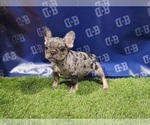 Small Photo #7 French Bulldog Puppy For Sale in DUNCANVILLE, TX, USA