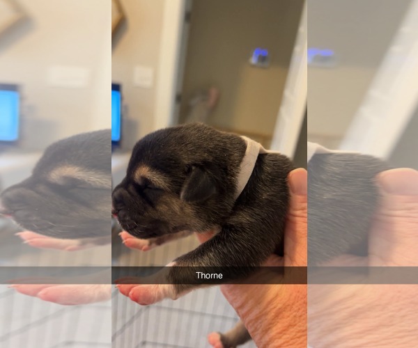 Medium Photo #2 American Pit Bull Terrier-Labrador Retriever Mix Puppy For Sale in Holly Springs, NC, USA