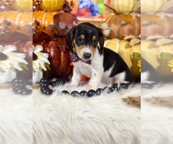Medium Photo #9 Dachshund Puppy For Sale in RIPLEY, MS, USA