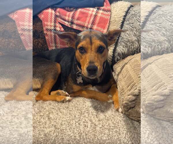 Medium Photo #1 Mutt Puppy For Sale in Holly Springs, NC, USA