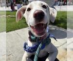 Small #12 Labrador Retriever Mix