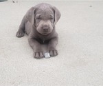 Small Photo #1 Labrador Retriever Puppy For Sale in NORWALK, IA, USA