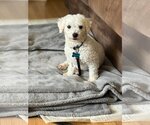 Small Photo #1 Bichon Frise Puppy For Sale in New Albany, OH, USA