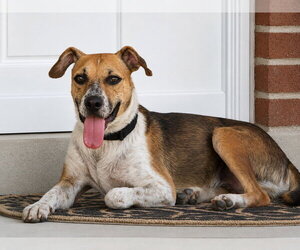 Mutt Dogs for adoption in Sandy, UT, USA
