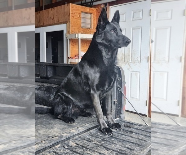 Medium Photo #4 German Shepherd Dog Puppy For Sale in GOLDENDALE, WA, USA