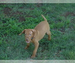 Small Photo #4 Vizsla Puppy For Sale in AMORITA, OK, USA