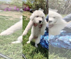 Great Pyrenees-Maremma Sheepdog Mix Puppy for sale in MOUNT JACKSON, VA, USA