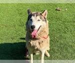 Small #1 Siberian Husky