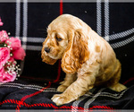 Small #4 Cocker Spaniel