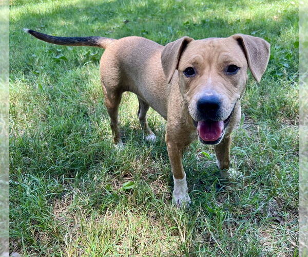 Medium Photo #2 American Pit Bull Terrier-Unknown Mix Puppy For Sale in FRAMINGHAM, MA, USA