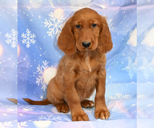 Irish Setter Puppy for sale in EXCELSIOR SPRINGS, MO, USA