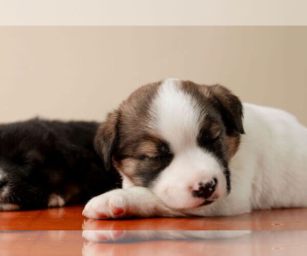 Medium Photo #5 Labrador Retriever-Unknown Mix Puppy For Sale in Garner, NC, USA