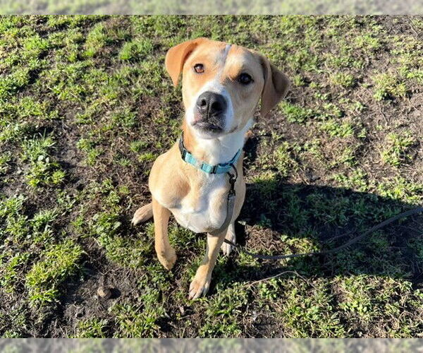Medium Photo #2 Treeing Walker Coonhound-Unknown Mix Puppy For Sale in Ocala, FL, USA
