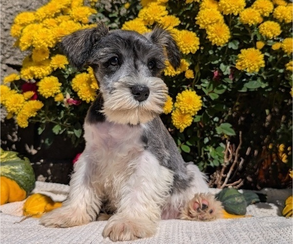 Medium Photo #3 Schnauzer (Miniature) Puppy For Sale in GOSHEN, IN, USA