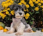 Small Photo #3 Schnauzer (Miniature) Puppy For Sale in GOSHEN, IN, USA