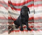 Small Photo #8 Labrador Retriever Puppy For Sale in MERIDEN, KS, USA