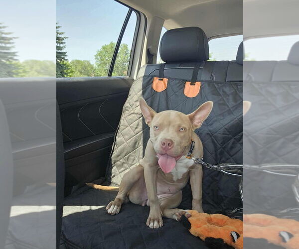 Medium Photo #6 American Bulldog-French Bulldog Mix Puppy For Sale in Brights Grove, Ontario, Canada