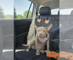 Small #5 American Bulldog-French Bulldog Mix