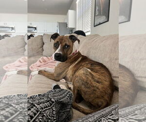 Bullboxer Pit Dogs for adoption in Chandler, AZ, USA