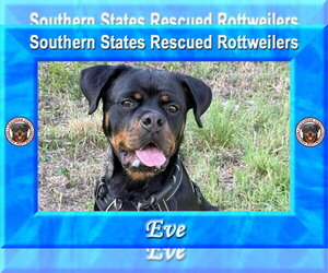 Eve - Female Rottweiler Dog for Adoption - Photo #3