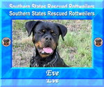 Small #2 Rottweiler