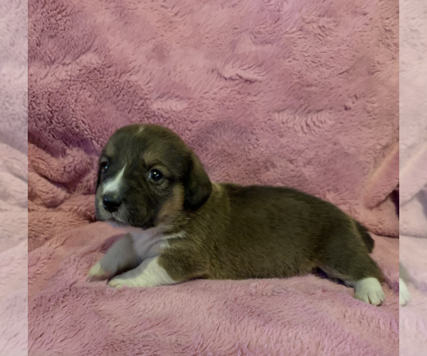 Medium Photo #3 Dorgi Puppy For Sale in HURST, IL, USA