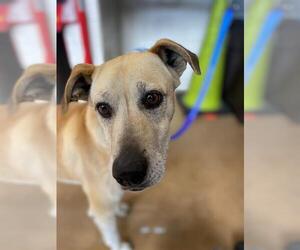 Labrador Retriever-Unknown Mix Dogs for adoption in Chula Vista, CA, USA